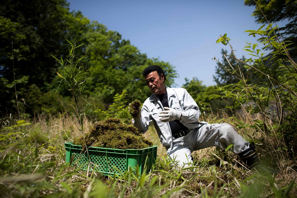 In this picture taken on May 15, 2018 Oichi Kiyomura, a Japanese moss wholesaler, collects different types of moss near Nikko, Tochigi prefecture. u00e2u20acu201d AFP pic