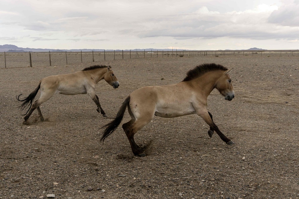 Two Wild Przewalski horses are seen in the Takhin Tal reserve in southwest Mongolia on June 20, 2018 after their 30-hour trip by truck and plane from Prague, Czech Republic. u00e2u20acu201d AFP pic