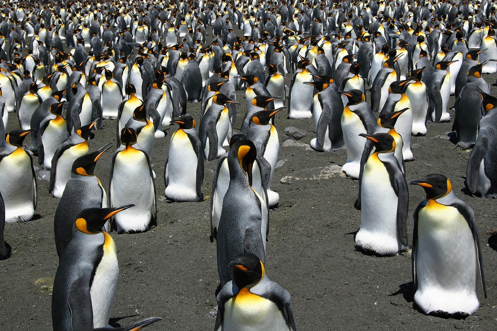 This file undated file photo released by the CNRS/IPEV/CSM shows King Penguins from the Possession Island in the Crozet archipelago. u00e2u20acu201d AFP pic