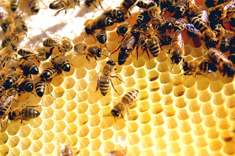 The honeybees at their beehive. ― Picture by Todd Huffman/Wikimedia Commons