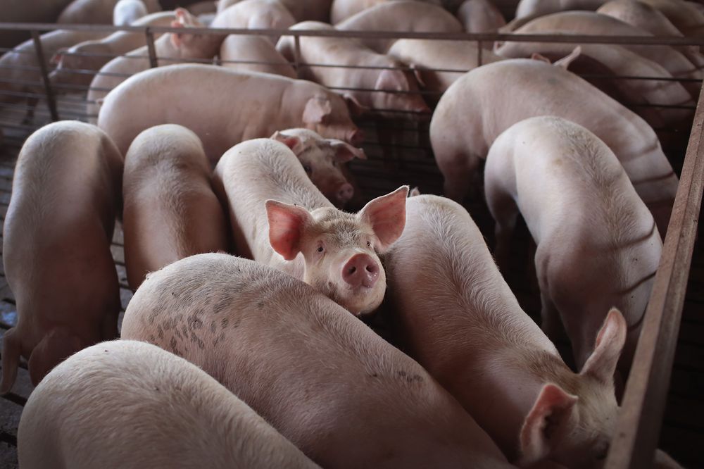 File picture shows hogs being raised on the farm of Ted Fox on July 25, 2018 near Osage, Iowa. u00e2u20acu201dAFP pic
