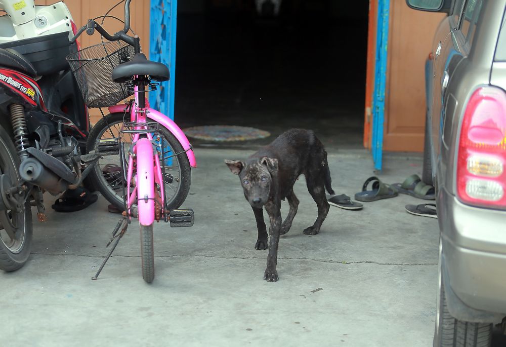 Villagers of Kuala Sepetang in the Matang sub-district wants the government to gazette the area as rabies-free after it was declared as rabies-infected area last year. u00e2u20acu201d Picture by Farhan Najib