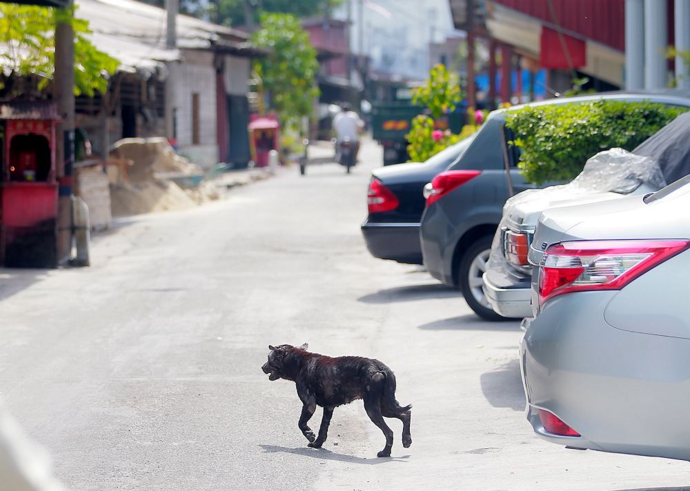 Villagers of Kuala Sepetang in the Matang sub-district wants the government to gazette the area as rabies-free after it was declared as rabies-infected area last year. u00e2u20acu201d Picture by Farhan Najib