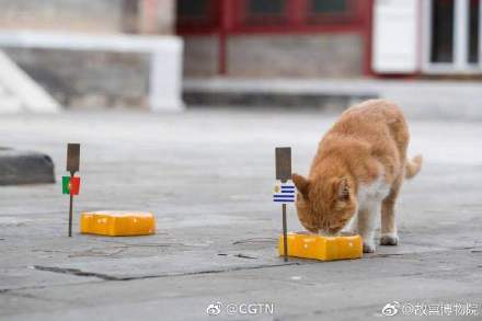 Baidianu00e2u20acu2122er, the famous psychic cat who lived in the Forbidden City has died. u00e2u20acu201d Picture courtesy of CGTN/weibo.com