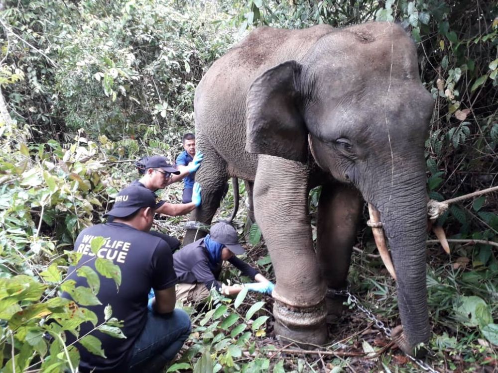 Sapa was found last month with snare trap wounds in Lahad and taken in by the Sabah Wildlife Department. u00e2u20acu201d Picture courtesy of the Sabah Wildlife Department