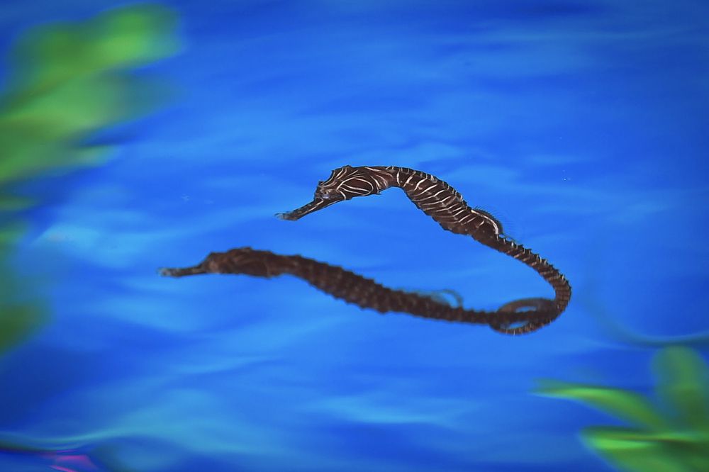 400 seahorses were handed over to 40 participants to enable them to care for and breed the animals until they reached adulthood through the Sea Horse Translational Project in Kampung Air Tawar, Besut, July 24, 2018. u00e2u20acu201d Bernama pic