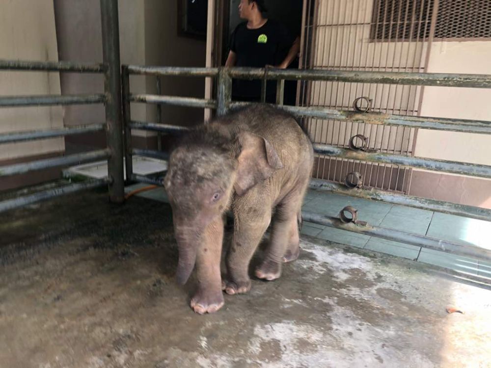 The baby elephant found in Brumas, Tawau is only two or three weeks old and needs close medical attention. u00e2u20acu201d Picture courtesy of the Sabah Wildlife Department