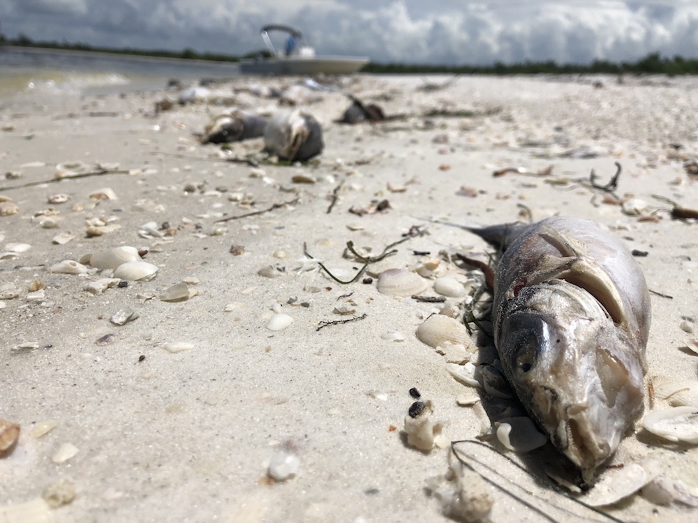Bob Wasno, a marine biologist with the Florida Gulf Coast University, docks his boat on a beach in Bonita Springs, Florida, August 14, 2018, where hundreds of dead fish washed up killed by red tide. u00e2u20acu201d AFP pic