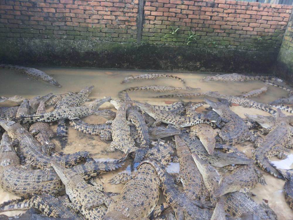 Crocodiles kept at a farm in Kampung Kibambangan in Sabah has been criticised for unsanitary and unsafe practices. u00e2u20acu201d Picture courtesy of Danau Girang Field Centre