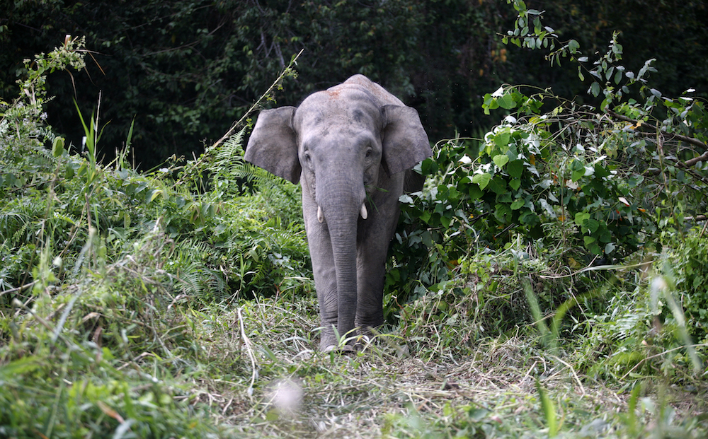 A Borneo pygmy elephant looks for food along the Kinabatangan river in Sabah February 19, 2009. u00e2u20acu201d Reuters pic