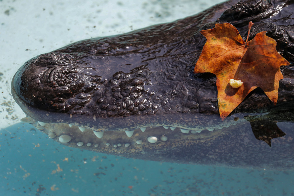Muja is officially the oldest American alligator in the world living in captivity. u00e2u20acu201d Reuters pic