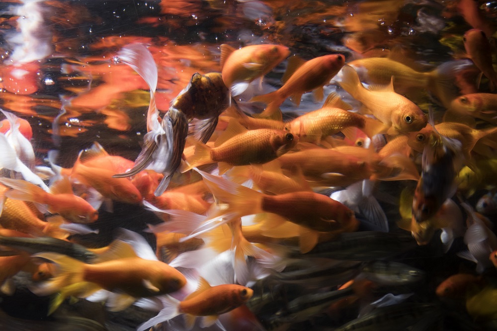 This picture taken on August 17, 2018 shows abandoned by individual keepers goldfish displayed after quarantine at the Aquarium in Paris. u00e2u20acu201d AFP pic