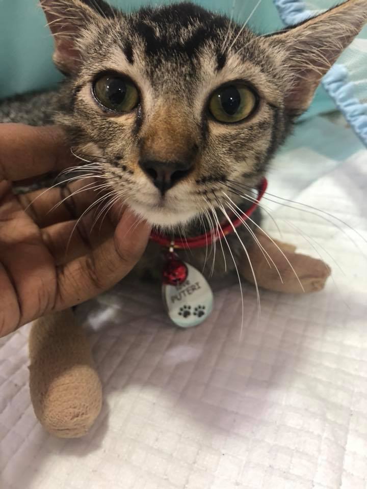 Puteri, which has since been adopted by her rescuer Daachayeni, is now recovering from surgery and is eating well. u00e2u20acu201d Picture via Facebook/Sheniarisan Sporotrichosis Feline Rescuer 