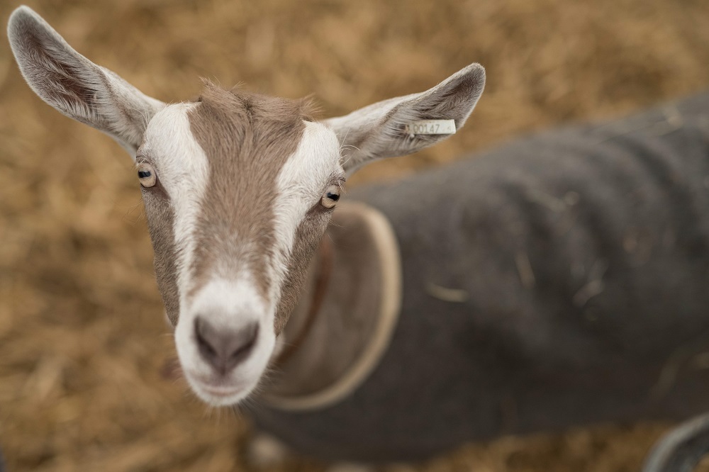 A goat looks out from its pen on the first day of The Royal Cheshire County Show at Tabley, near Knutsford, northern England June 19, 2018. u00e2u20acu201d AFP pic