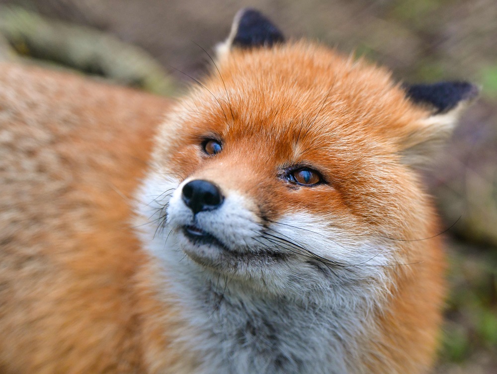 A picture taken on January 10, 2018 shows a red fox (Vulpes vulpes) in its enclosure at a wildlife park in Frankfurt/Oder, eastern Germany. u00e2u20acu201d AFP pic