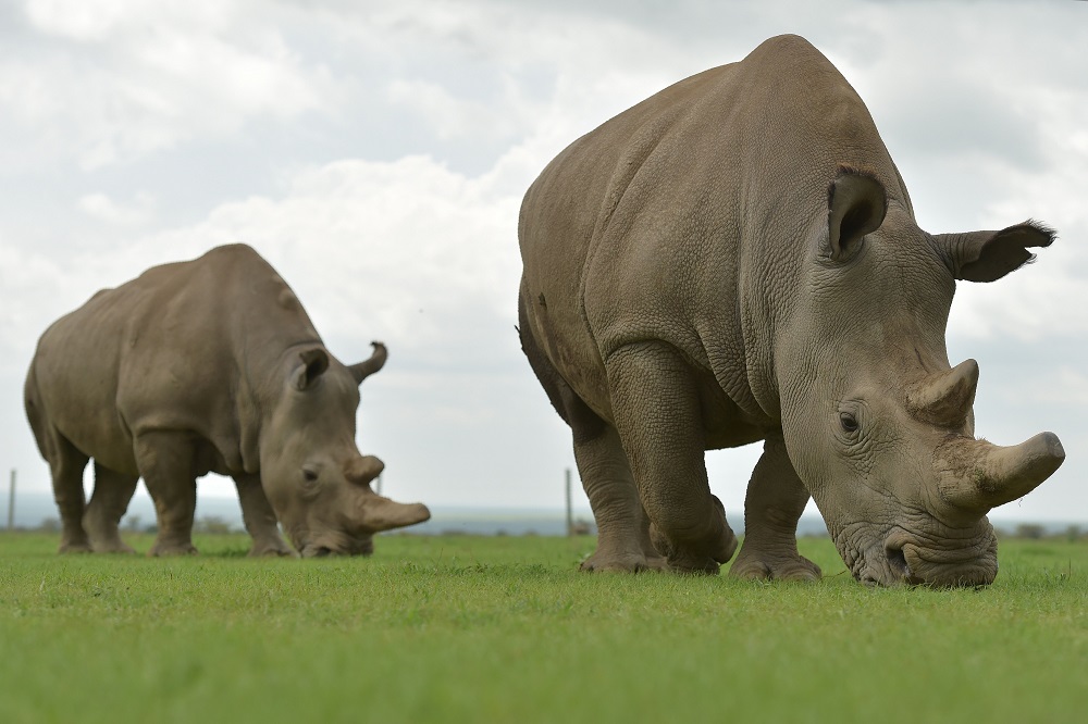 Najin (right) and Fatu, the only two remaining female northern white rhinos, graze in their paddock at the ol-Pejeta conservancy in Nanyuki, north of capital Nairobi on March 20, 2018. u00e2u20acu201d AFP pic