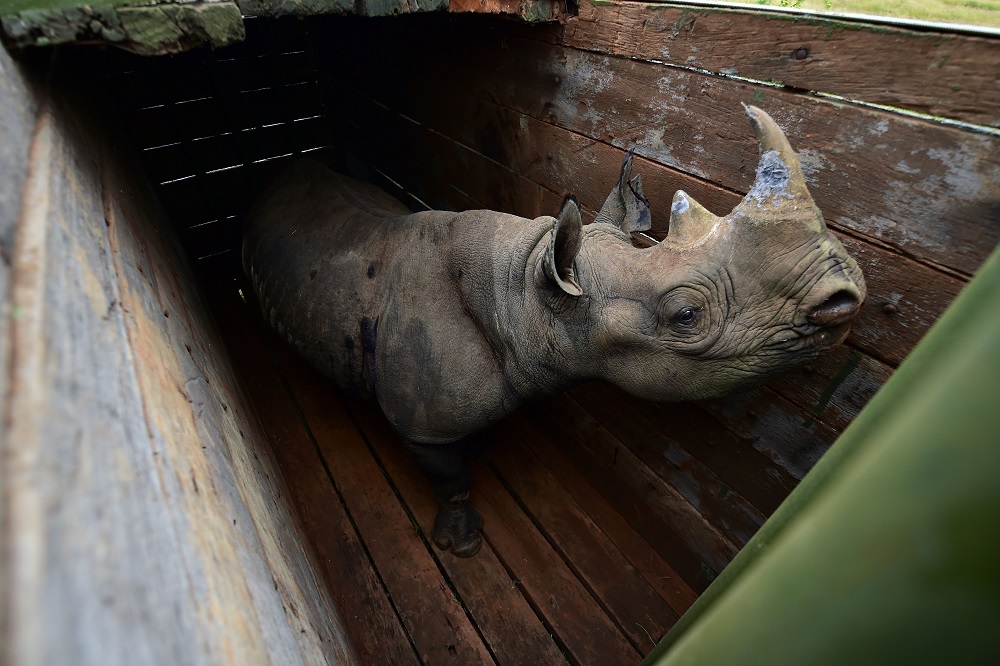 A female black rhinoceros one of three individuals about to the translocated, stands in a transport crate, in Nairobi National Park June 26, 2018. u00e2u20acu201d AFP pic