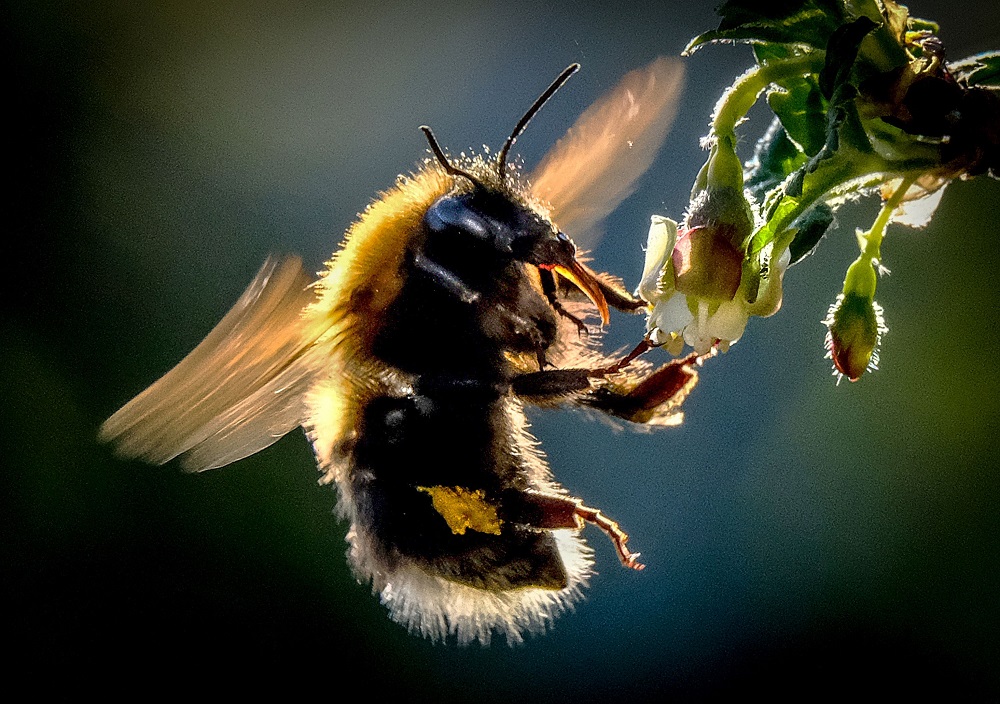 A bumblebee draws nectar from the flowers of a gooseberry bush in a garden outside Moscow May 12, 2018. u00e2u20acu201d AFP pic