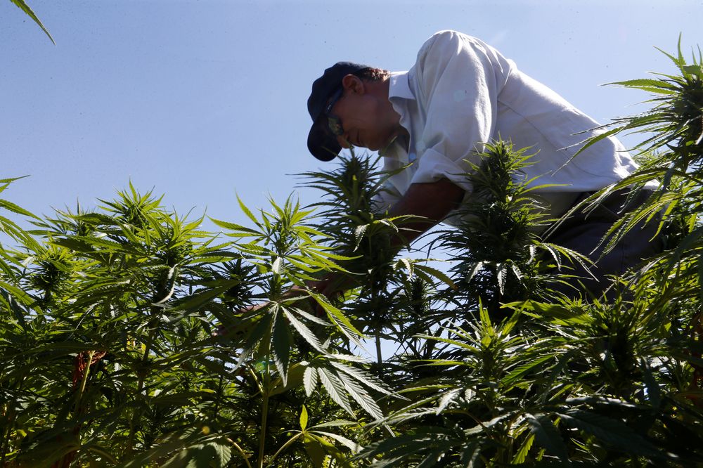 A farmer is seen in a green of cannabis plants in a field overlooking a lake in Yammouneh in West of Baalbek, Lebanon August 13, 2018. u00e2u20acu201d Reuters pic
