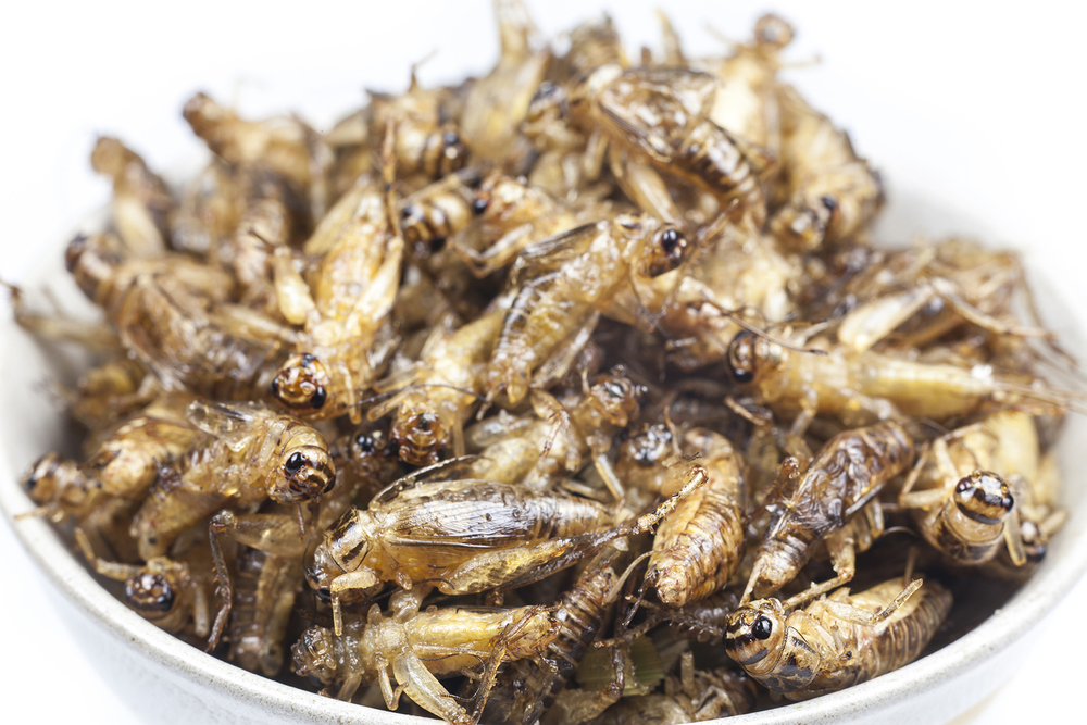 Insects are already being touted by some as the future of food, with a new study finding that eating crickets may also be beneficial for our guts. u00e2u20acu201d peterkai/IStock.com pic via AFP