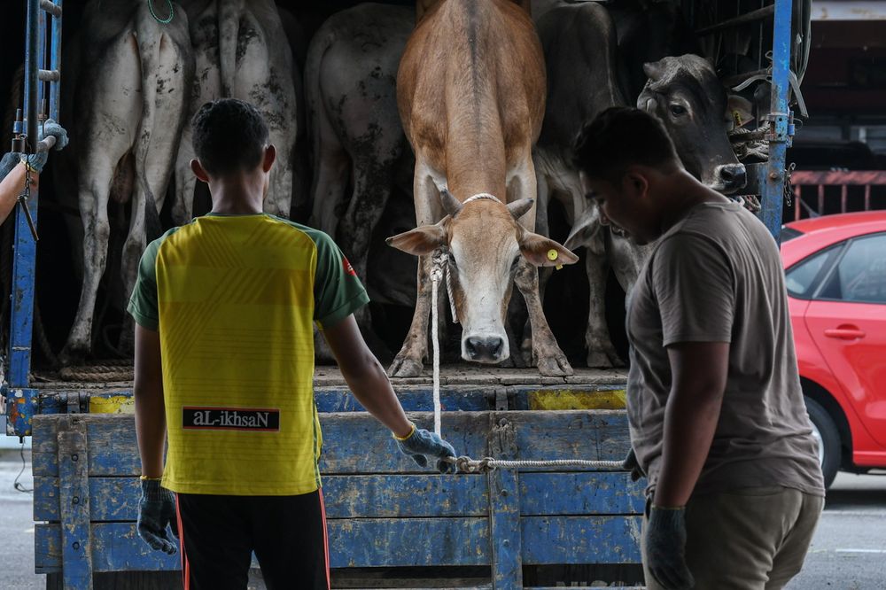Cattle are being transported on a lorry to be sacrificed at the Aidiladha celebration in Surau Al-Mustaqim, Kuala Lumpur,August 21, 2018. u00e2u20acu201d Bernama pic