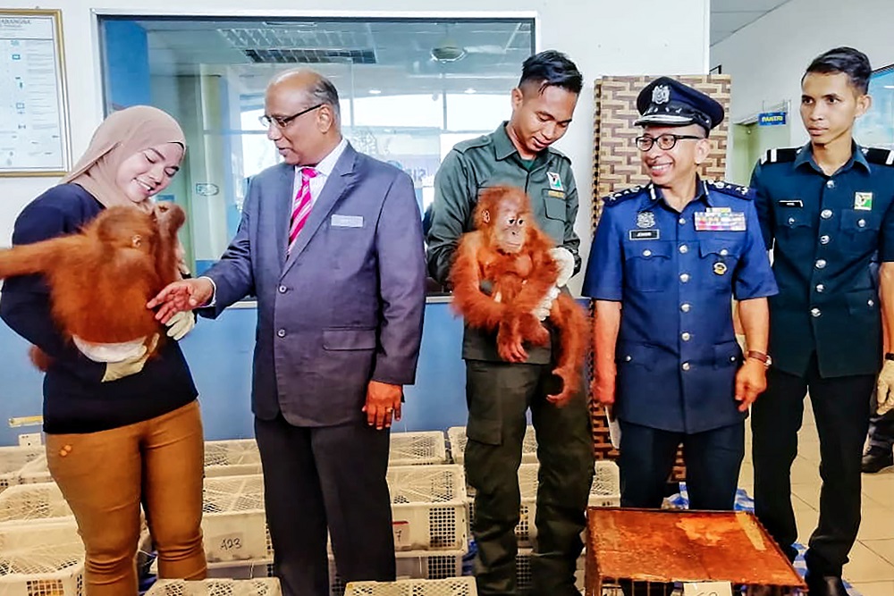 Customs Department director-general Datuk Subromaniam Tholasy (second left) looks at a seized baby orangutan during a press conference in Perlis September 24, 2018. u00e2u20acu201d Handout by the Royal Malaysian Customs via AFP
