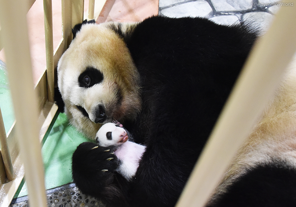 Mum Rauhin cuddles her unnamed baby girl at Adventure World in Shirahama, Japan. u00e2u20acu201d Picture courtesy of Adventure World via AFP-Relaxnews