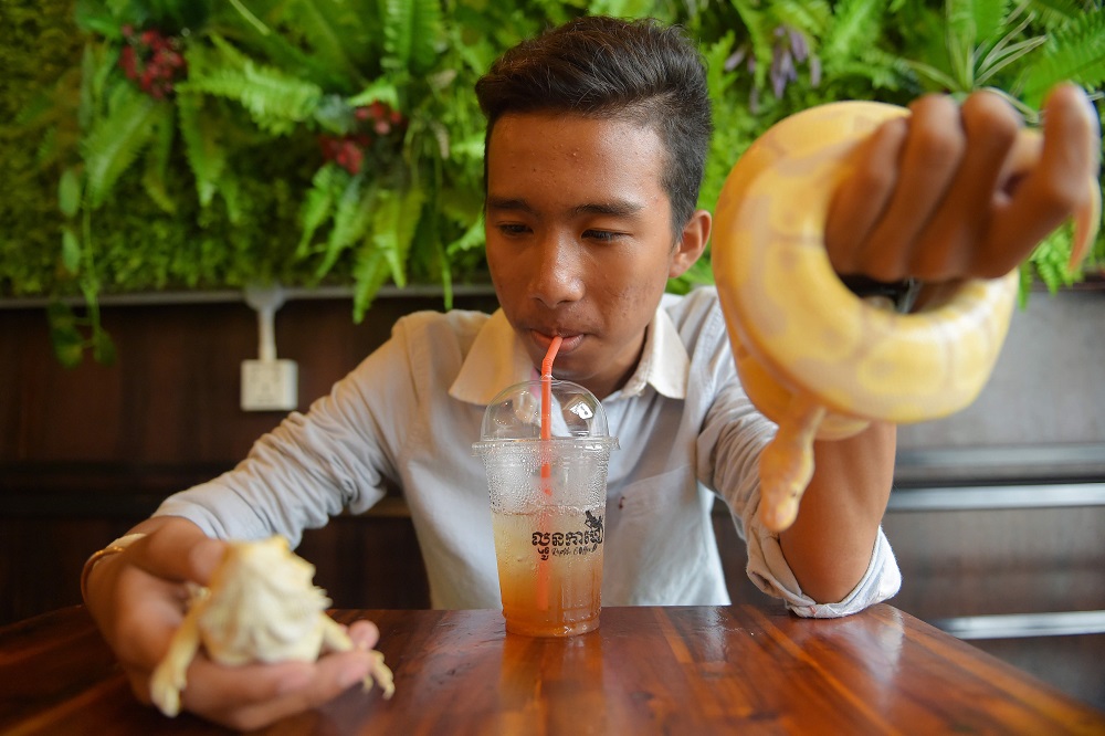 This photo taken on August 18, 2018 shows a customer handling a snake and an iguana at the Reptile Cafe in Phnom Penh. u00e2u20acu201d AFP pic