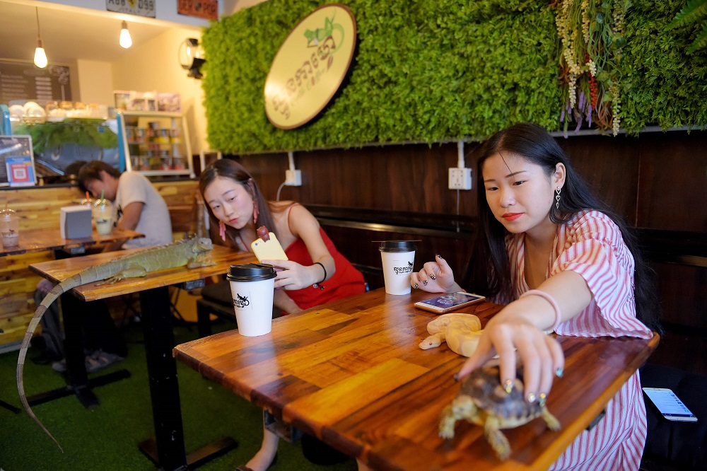This photo taken on August 18, 2018 shows customers handling a tortoise and a green iguana at the Reptile Cafe in Phnom Penh. — AFP pic 