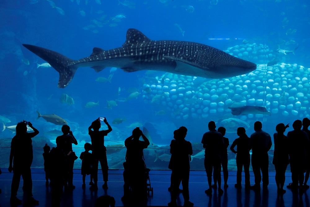 Visitors watch a whale shark at the Whale Shark Aquarium of Chimelong Ocean Kingdom in Zhuhai, China September 4, 2018. u00e2u20acu201d Reuters pic