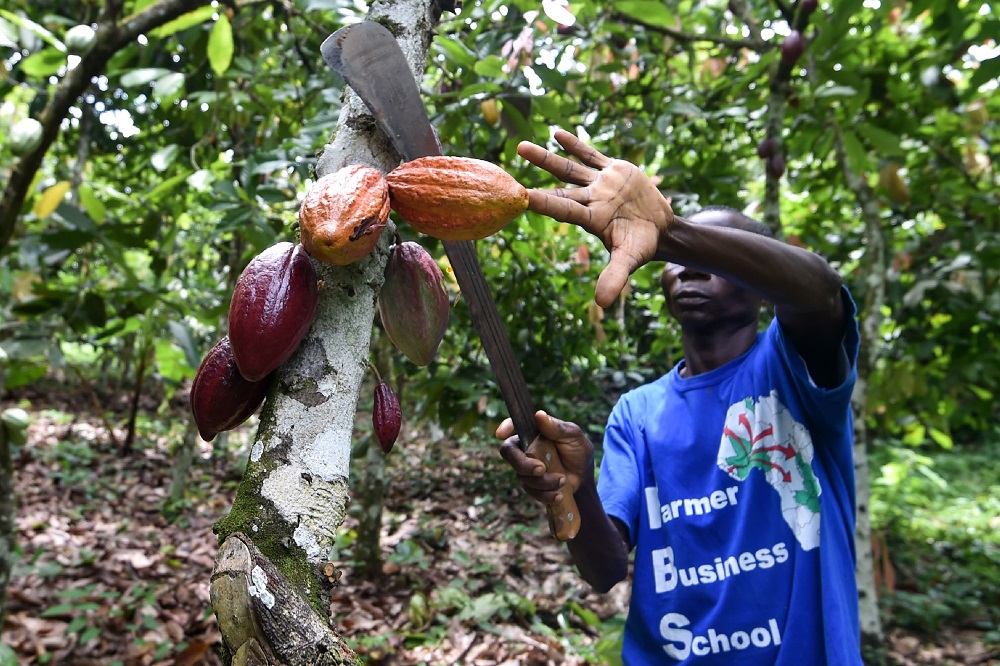 A cocoa producer of the Yakasse-Attobrou Agricultural Cooperative harvests cocoa pods in a certified fair trade label cocoa plantation in Adzope August 28, 2018. u00e2u20acu201d AFP pic