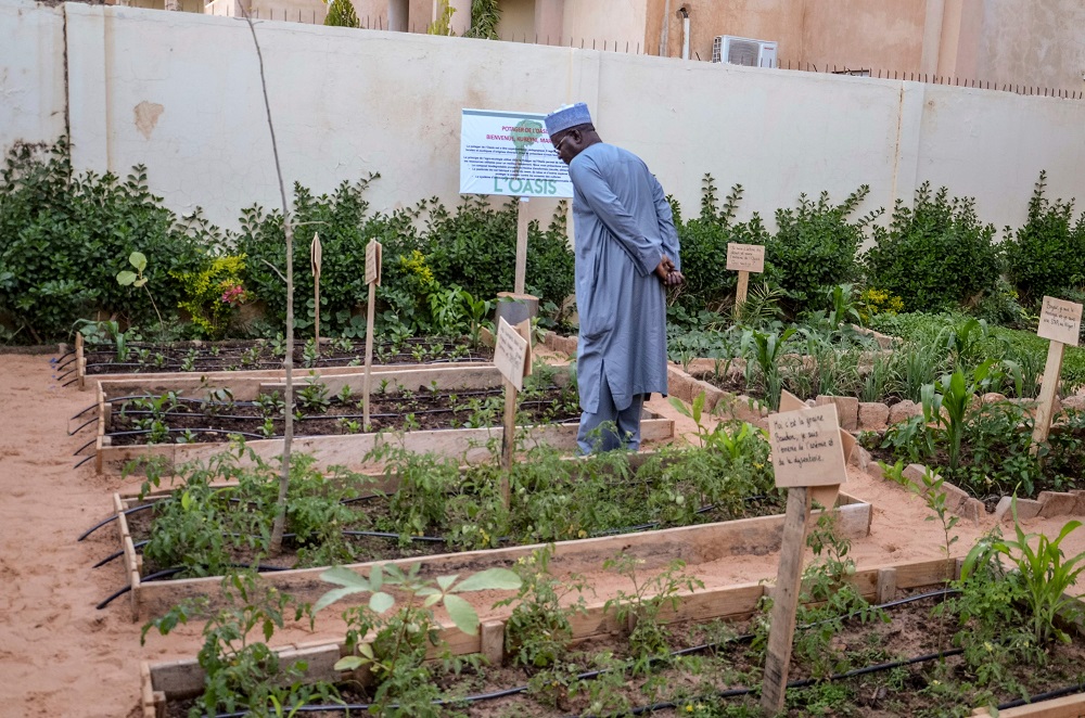 A man inspects urban gardens at u00e2u20acu02dcOasisu00e2u20acu2122, a centre for the development of women entrepreneurship in Niamey January 18, 2018. u00e2u20acu201d AFP pic