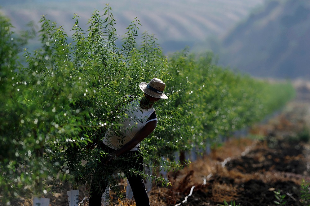 A worker prunes young almond trees, in Cordoba August 29, 2018. u00e2u20acu201d AFP pic
