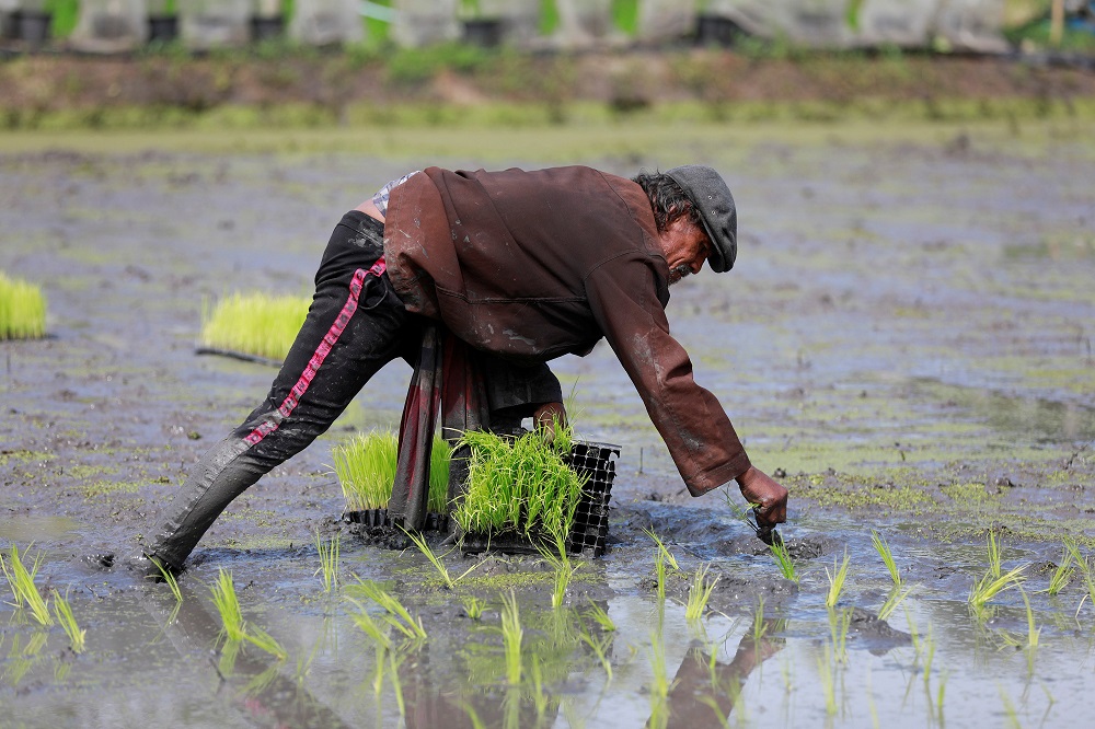 A worker cultivates rice plants at Sompot Tubcharoen's farm in Bangkok, Thailand August 28, 2018. u00e2u20acu201d Reuters pic