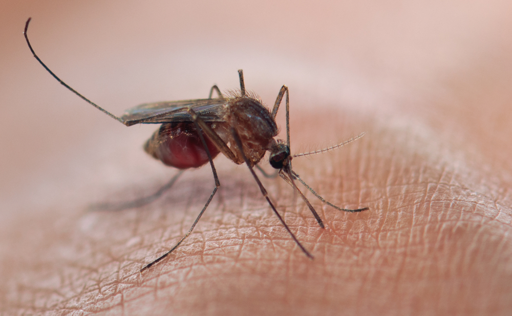 Scientists have discovered gene editing tool to programme the extinction of malaria-carrying mosquitos. u00e2u20acu201d HAYKIRDI/Istock.com pic via AFP