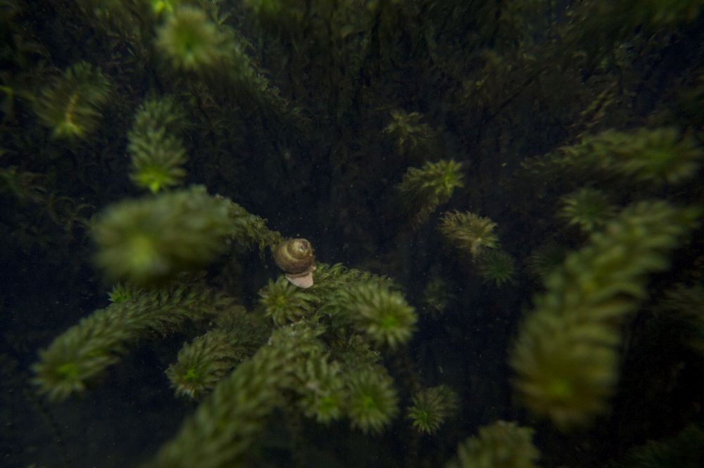 A pond snail is seen lying on the freshwater algae in Sungai Klang near Klang Gates Dam. — Picture by Mukhriz Hazim 