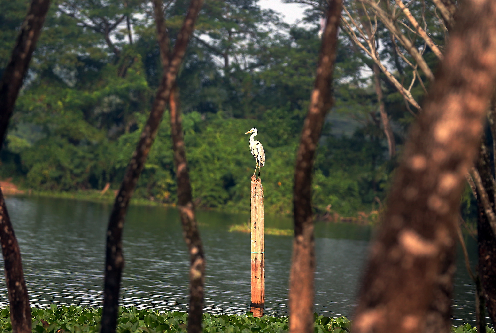 A bird is seen perched on top a wooden pole next to one of the pond at the Kinta Nature Park in Batu Gajah. — Picture by Farhan Najib