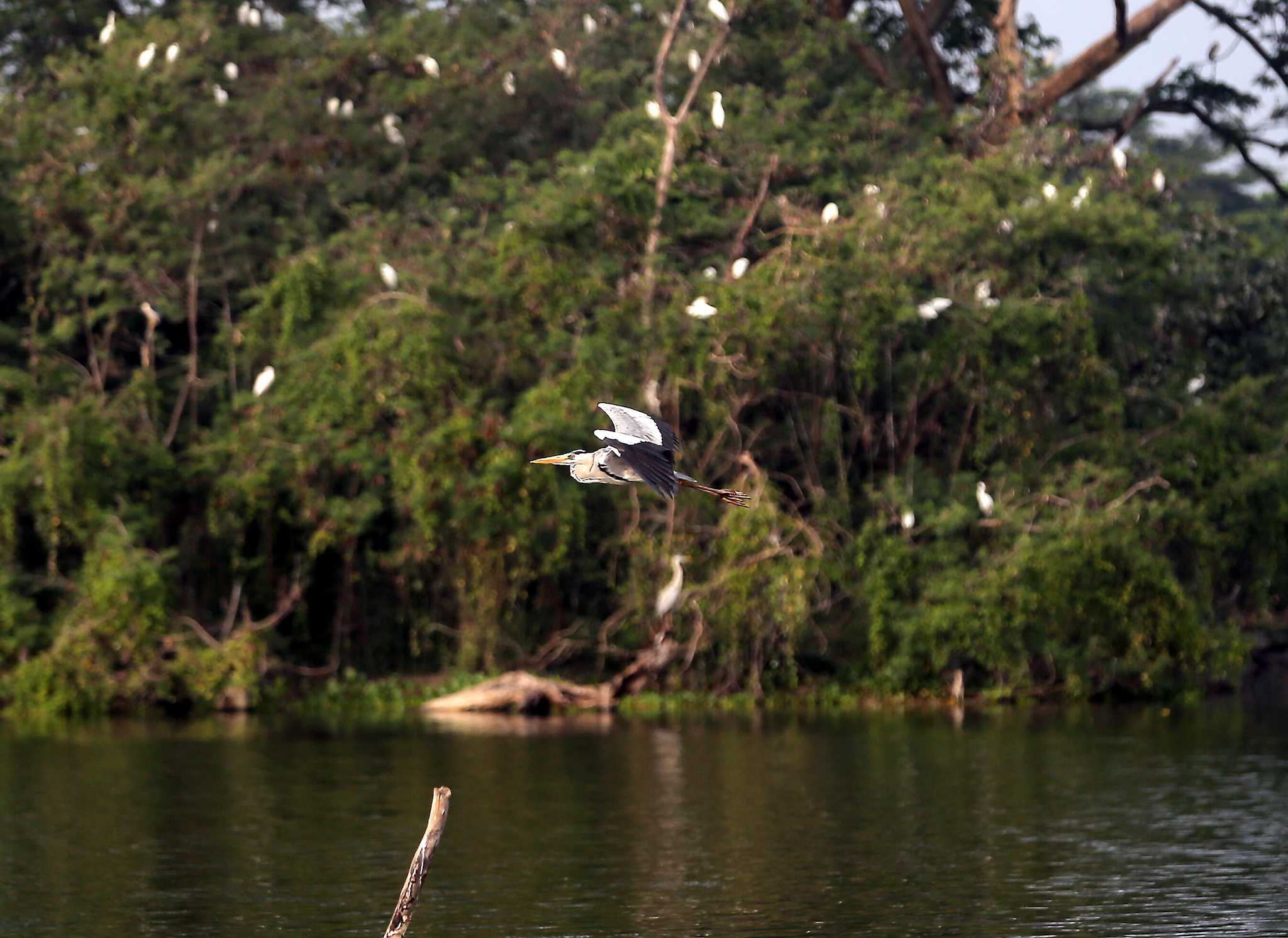 Up to five different species of herons and egrets can be found at the Kinta Nature Park.
