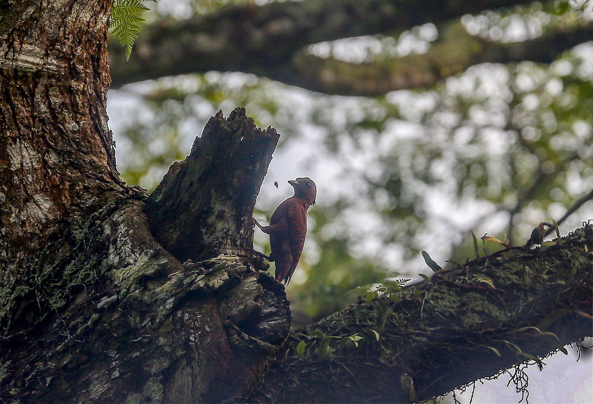 Birds can be easily spotted around the ponds at the Kinta Nature Park in Batu Gajah.