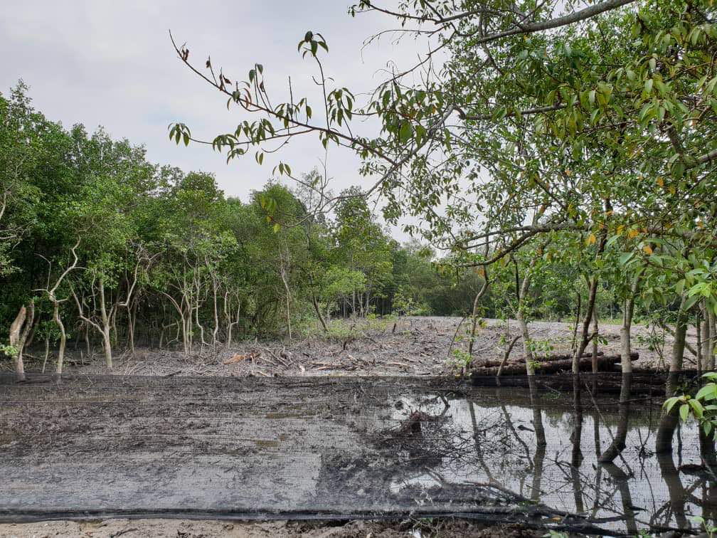 Gooi said about one acre of mangrove forest was illegally cleared in Juru. 