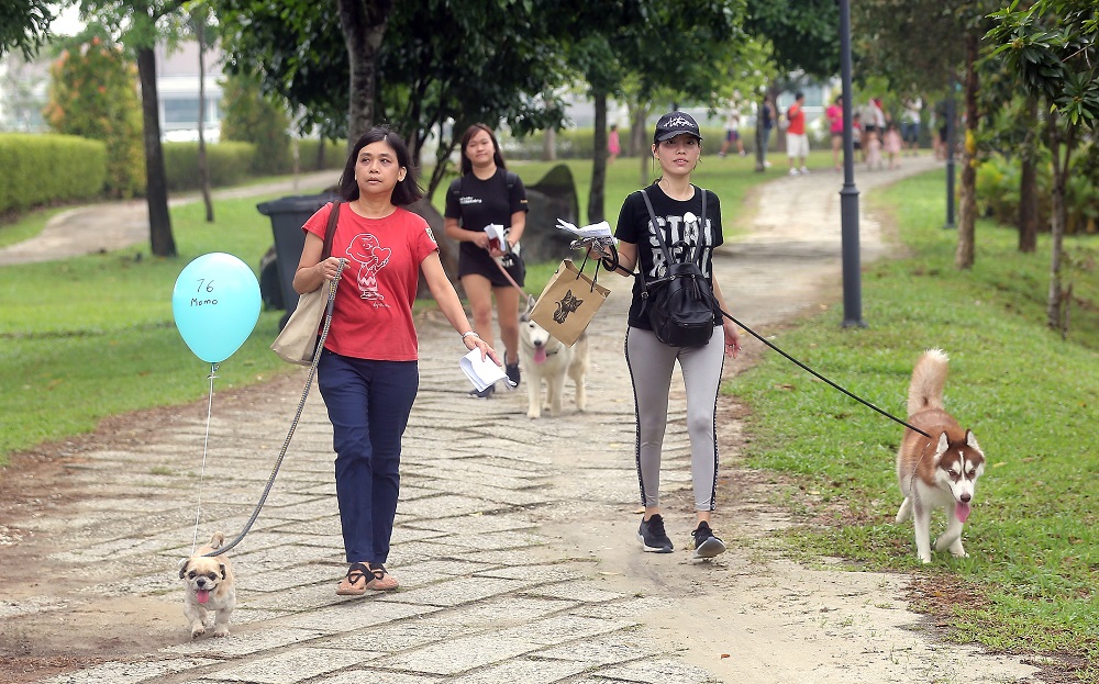 Participants and their dogs finding for the checkpoints during the Pet Pirate Treasure Hunt at Bandar Seri Botani Eco Park 2 in Ipoh.