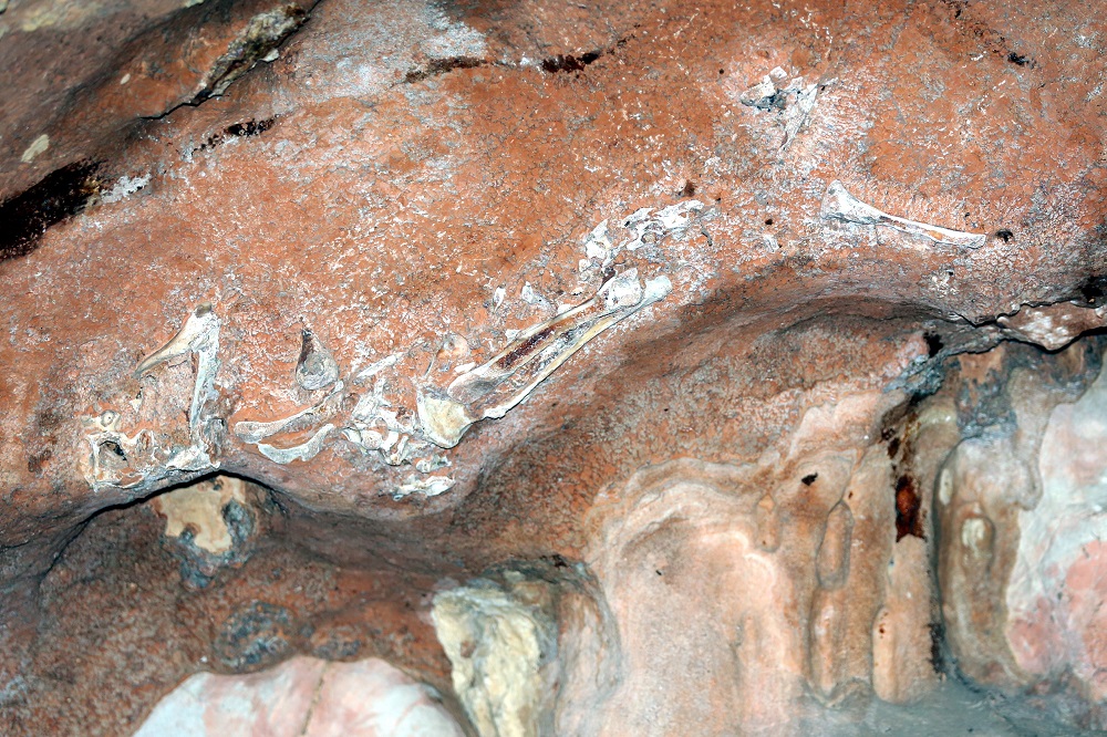 The 98cm-long fossil discovered at the Gua Naga Mas cave temple is exposed on the cave ceiling, which is around seven metres above the cave floor. u00e2u20acu201d Picture by Farhan Najib 