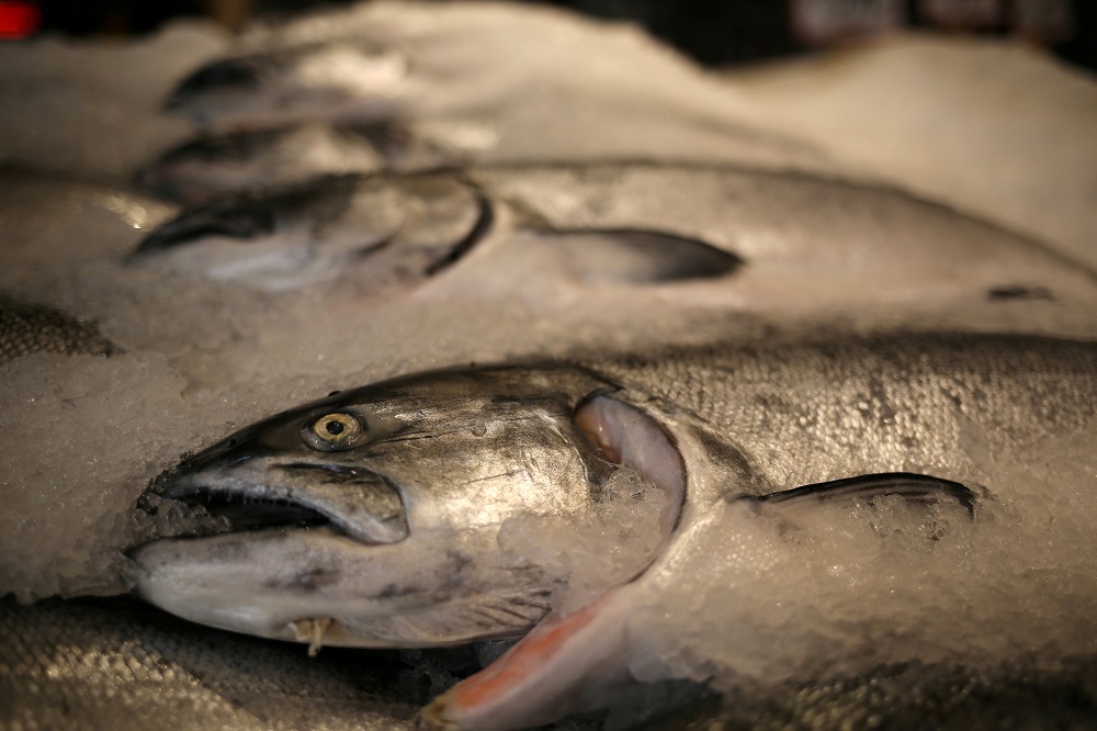Alaskan King salmon are encased in ice on a seafood counter at Pike Place Market in Seattle, Washington February 10, 2017. u00e2u20acu201d Reuters pic  
