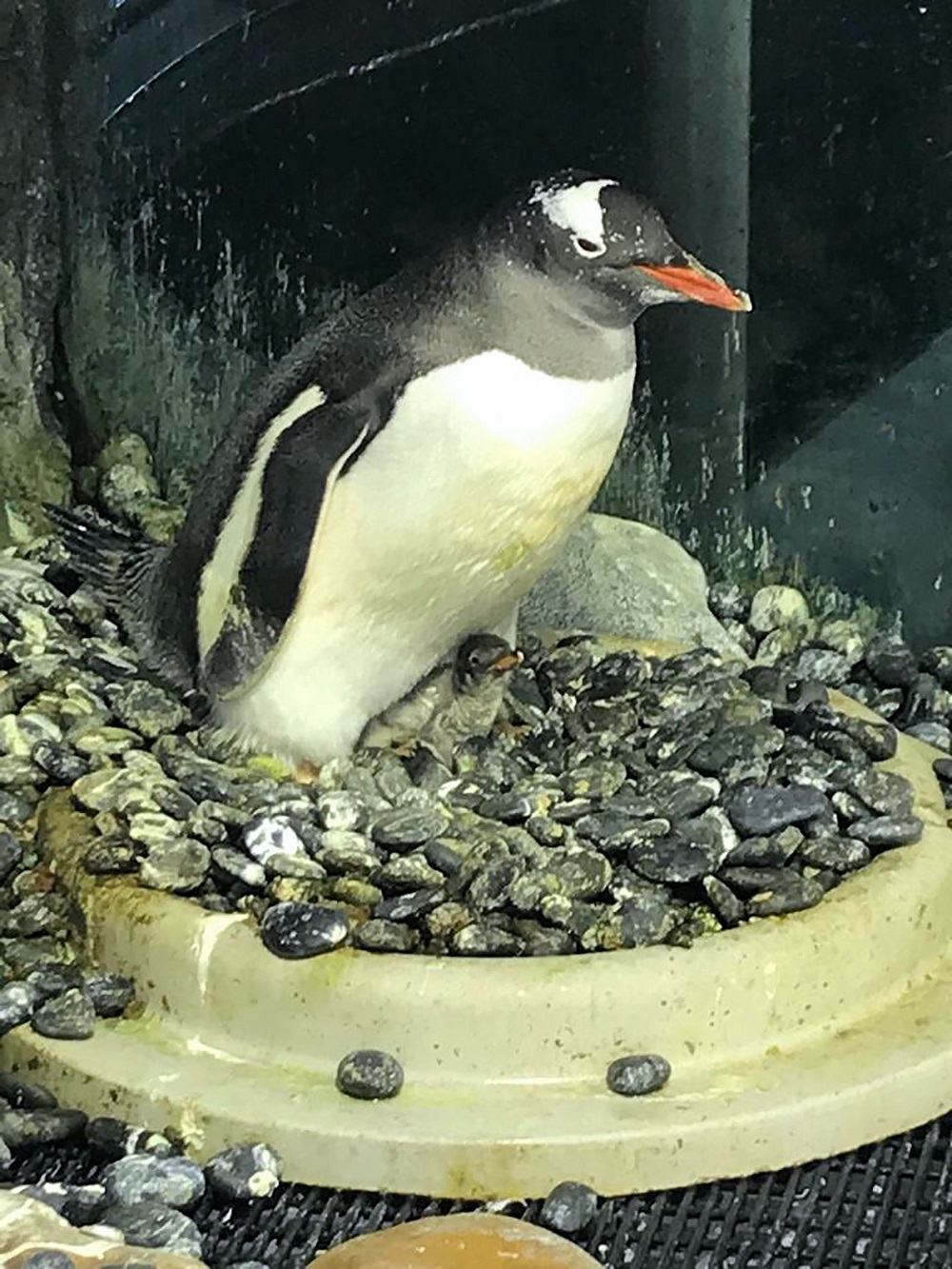 This recent undated handout photo released on October 26, 2018 by the Sea Life Sydney Aquarium shows a baby gentoo penguin (bottom), born on October 19, being fostered by a male penguin, at the Sea Life Sydney Aquarium. u00e2u20acu201d AFP pic    