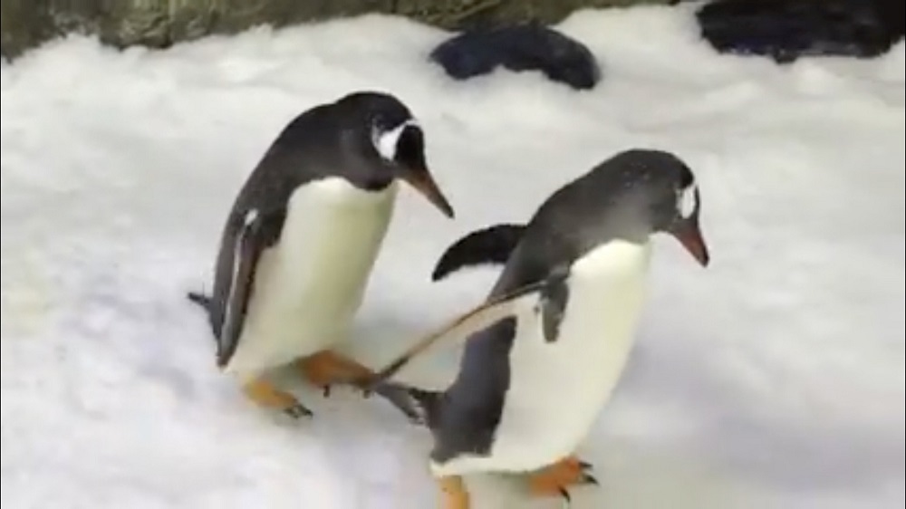 Penguins, Spen and Magic, walk at Sea Life Sydney Aquarium in Sydney, Australia in this still image taken from social media video published on October 11, 2018. u00e2u20acu201d Reuters pic 