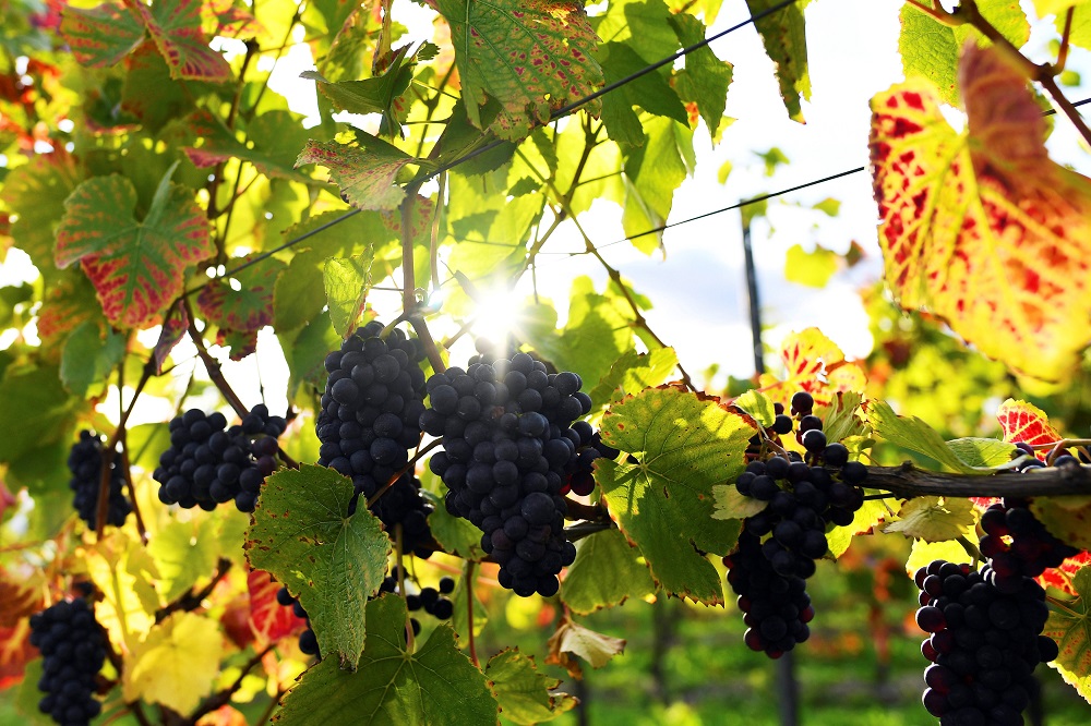 The sun shines on grapes at Chapel Down Wineryu00e2u20acu2122s Kitu00e2u20acu2122s Coty vineyard in Aylesford, Kent, Britain October 2, 2018. u00e2u20acu201d Reuters pic