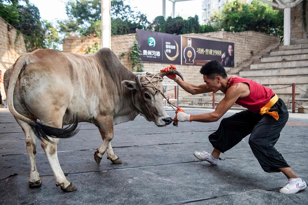 This picture taken on September 29, 2018, shows bull wrestler Huang Feilong wrestling a bull during a show at an arena in Jiaxing, China's Zhejiang province. u00e2u20acu201d AFP pic  