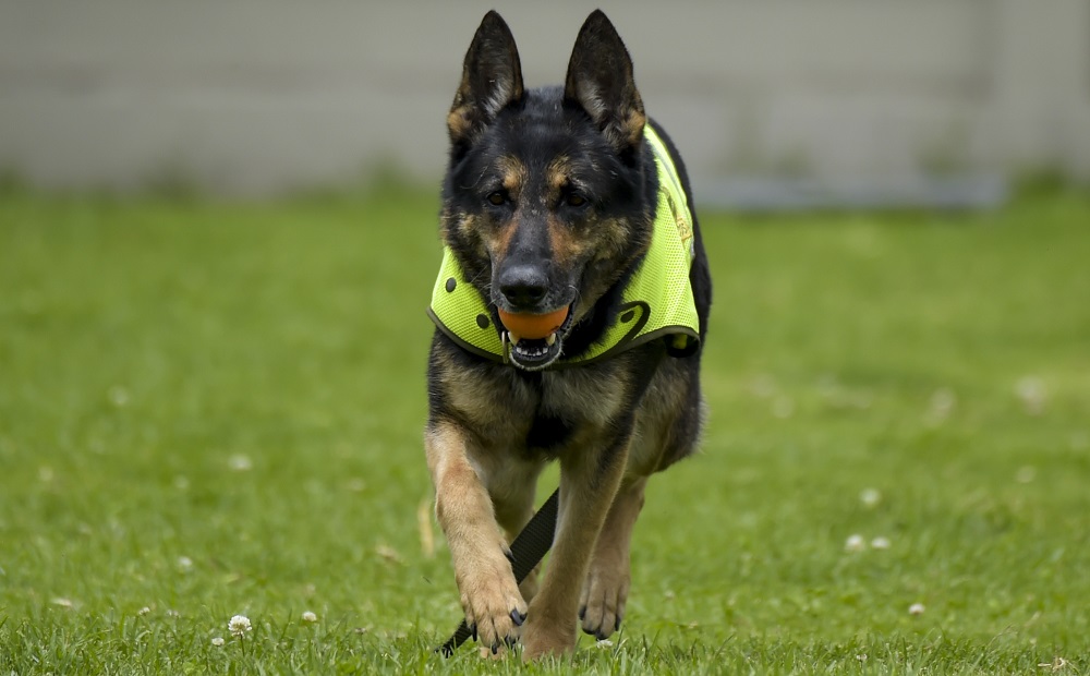 Colombian drug-sniffing dog Sombra (Shadow), is pictured at El Dorado International airport in Bogota July 27, 2018. u00e2u20acu201d AFP pic