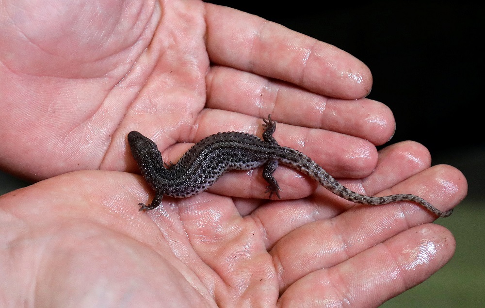 A zookeeper holds a newly born earless monitor lizard in Prague Zoo, Czech Republic October 16, 2018. — Reuters pic