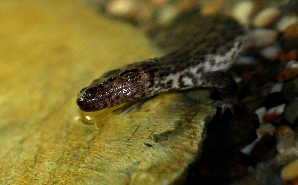 An earless monitor lizard swims inside its enclosure in Prague Zoo, Czech Republic October 16, 2018. u00e2u20acu201d Reuters pic